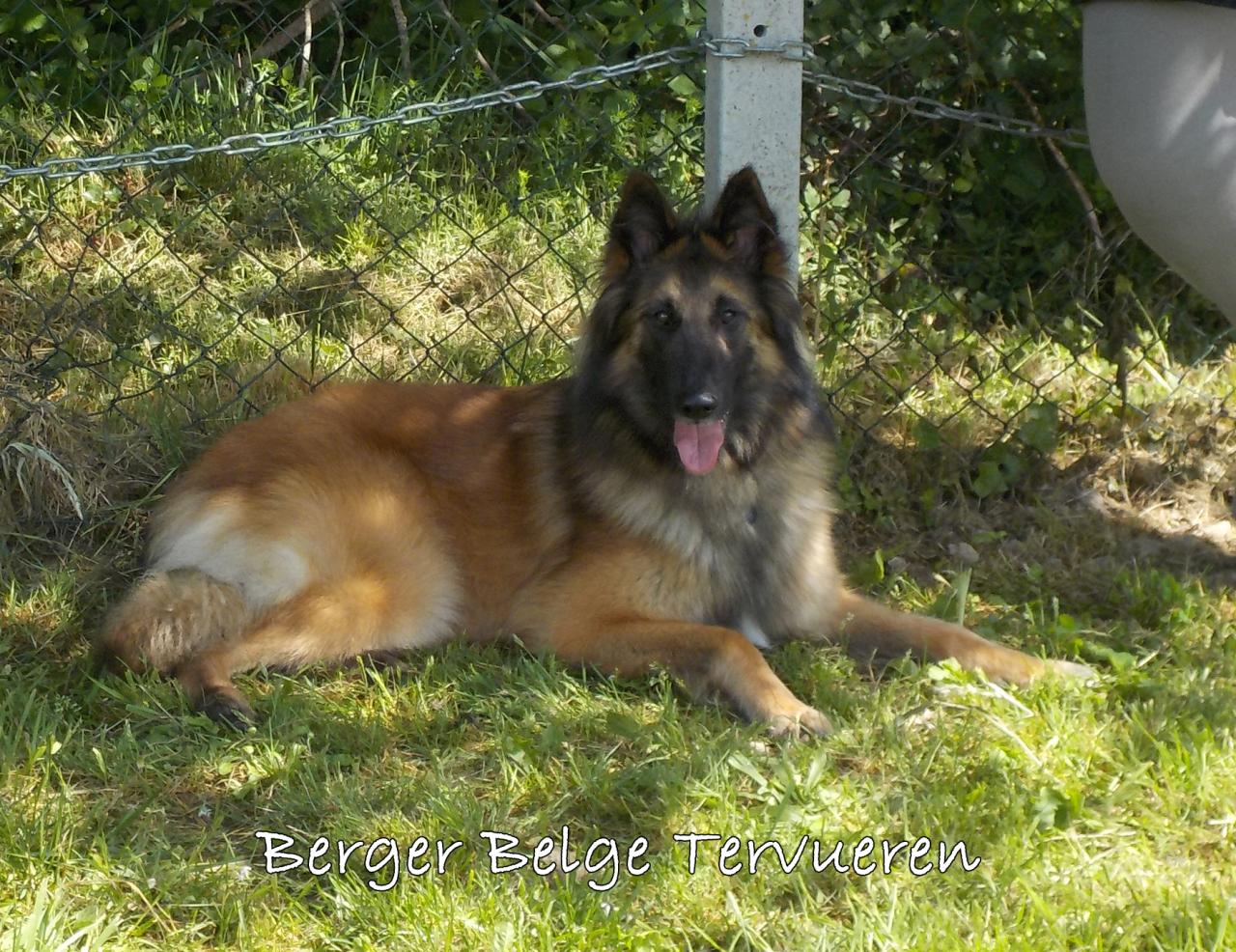 BERGER BELGE TERVUEREN