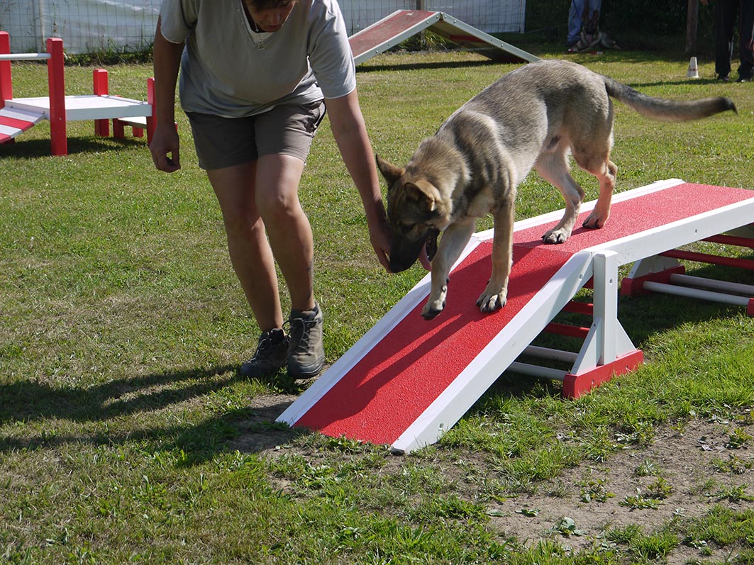 Ecole du chien - 20 juin 2015 - 19