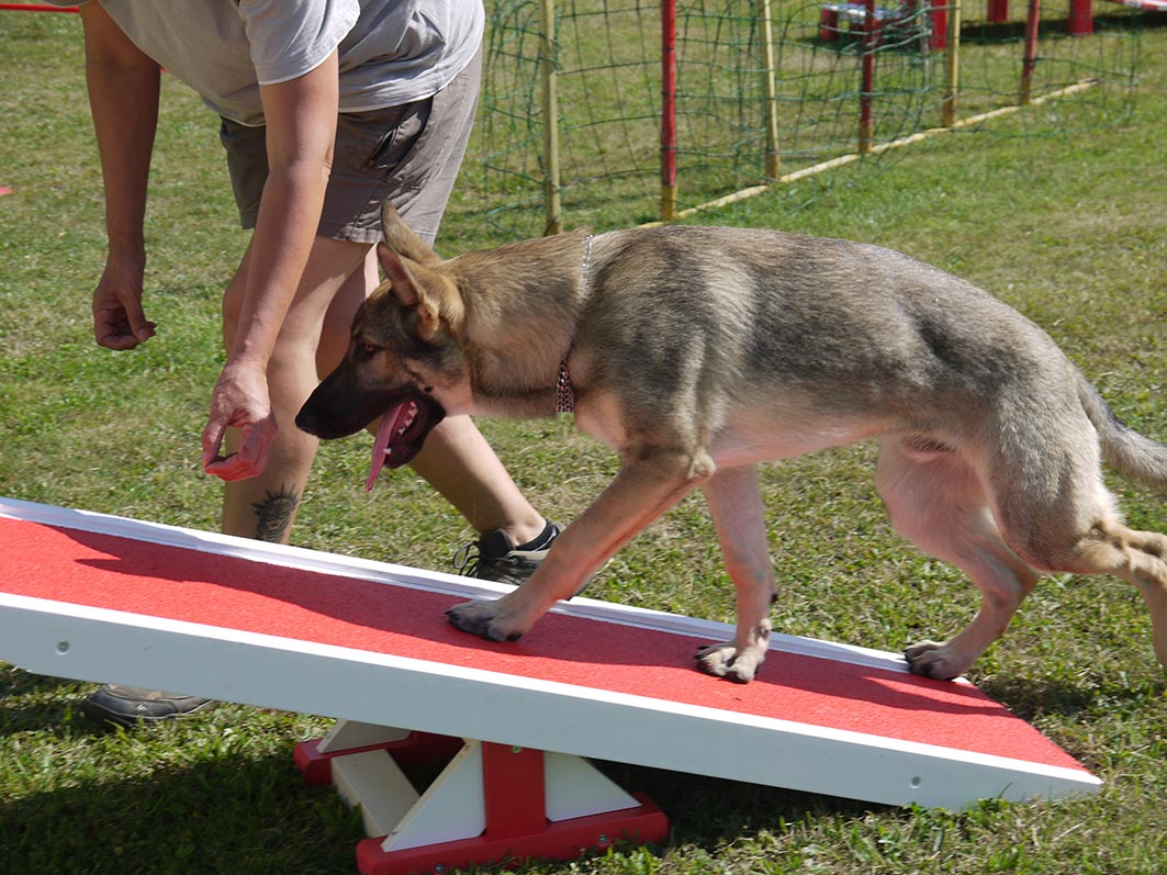 Ecole du chien - 20 juin 2015 - 20